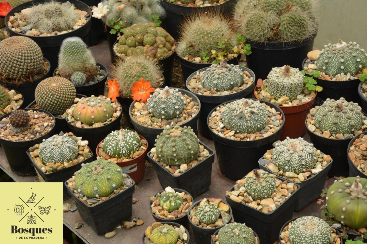 Bosques De La Pradera Hotel La Linda Luaran gambar